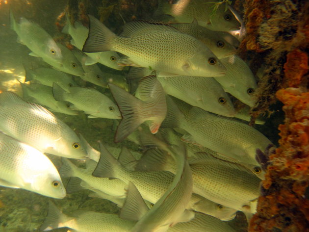 Mangrove snappers