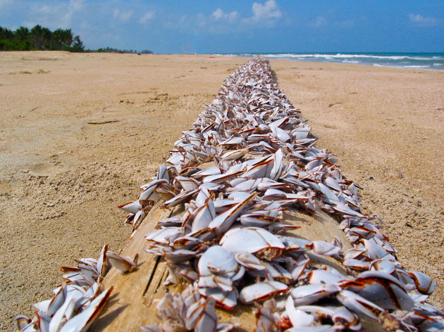 Schelpenpaal op strand Trincomalee 
