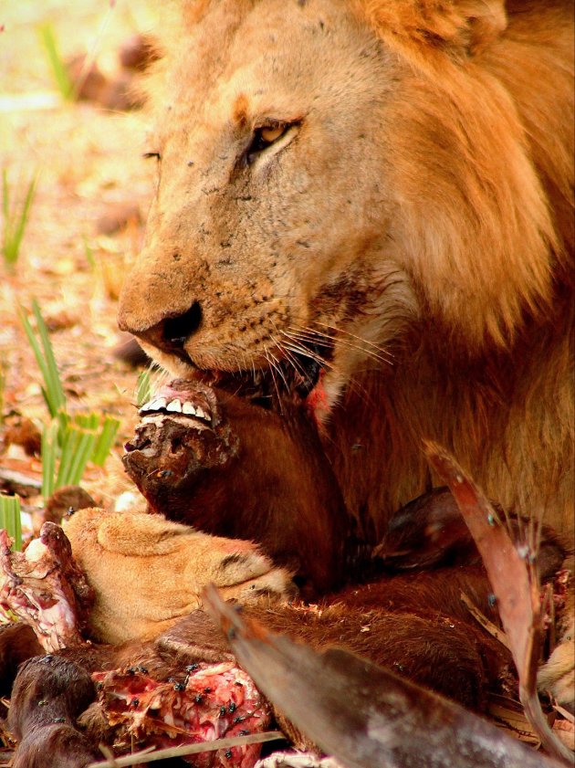 Lunchtijd voor de Leeuwen in Selous