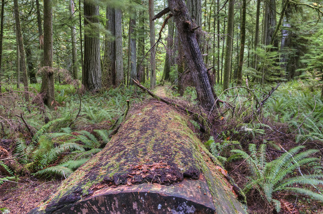 gevelde woudreus in Cathedral Grove