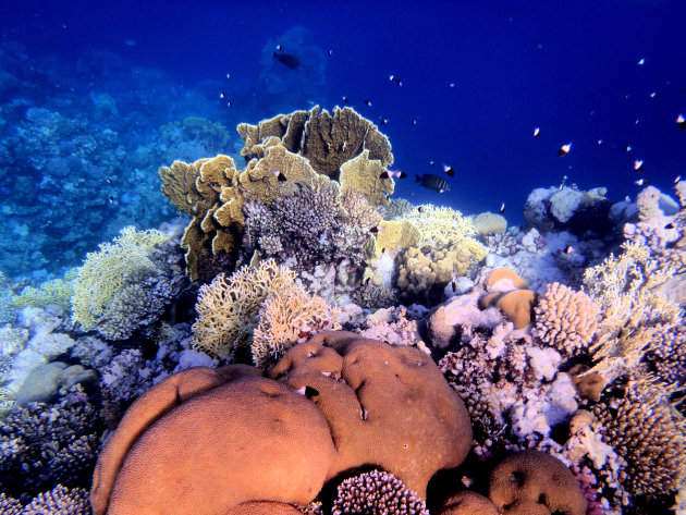 Kleurrijk koraal