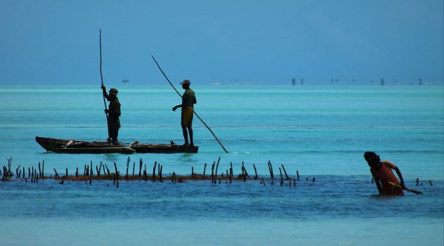 Leven van de Zee op Zanzibar