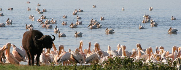 tussen de pelikanen