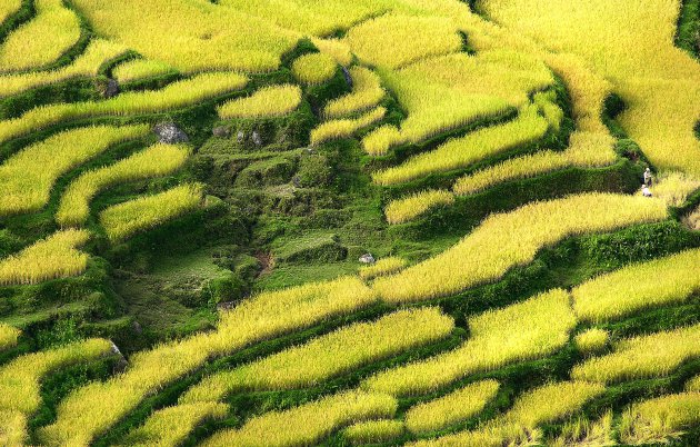 Rijpe rijst in Tana Toraja