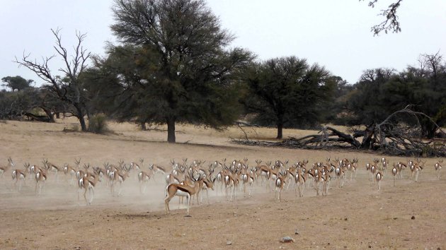 Kudde impala's