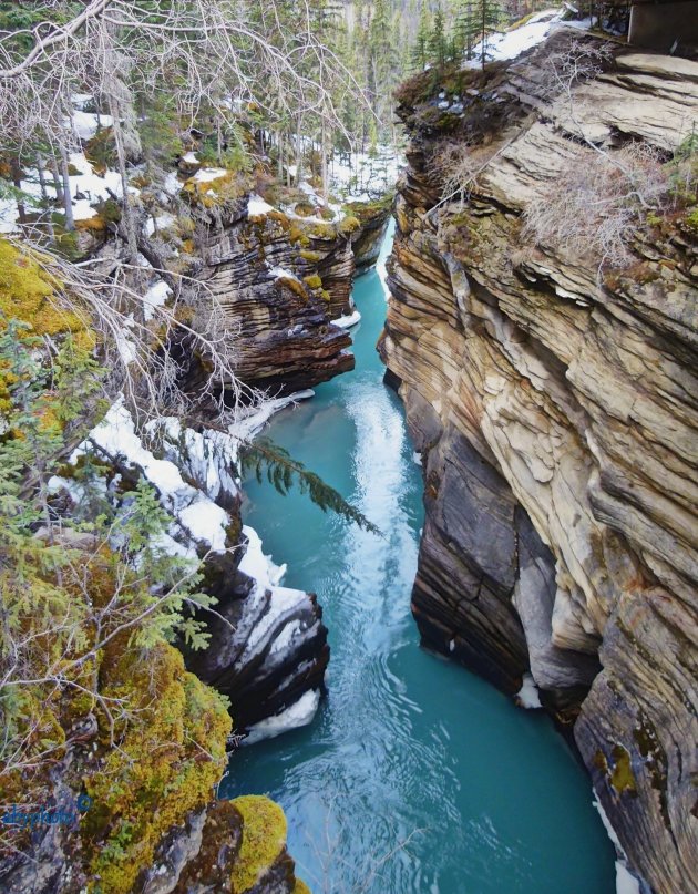 Athabasca River nabij de Falls; de kleur van water.