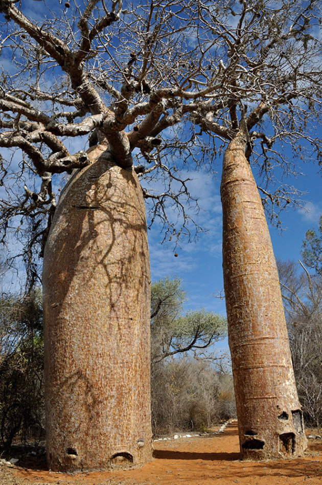 Bezoek De Dikke en de Dunne (Baobab)