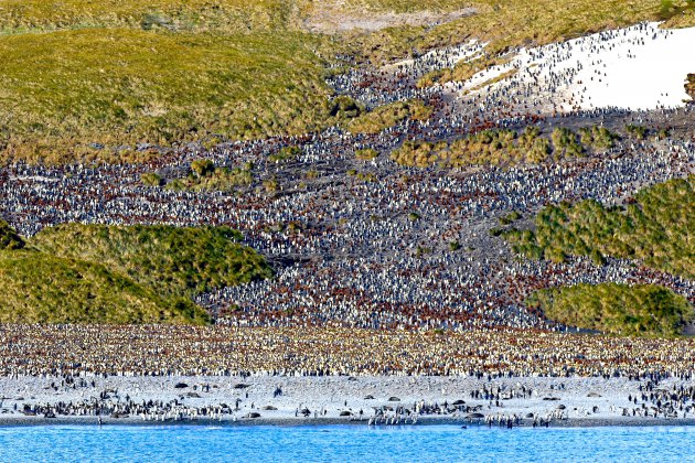60.000 King Pinguins