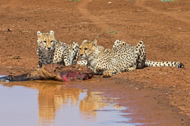 cheetahbroers met prooi