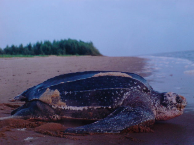 2001-2002 Lederschildpad heeft eieren gelegd.