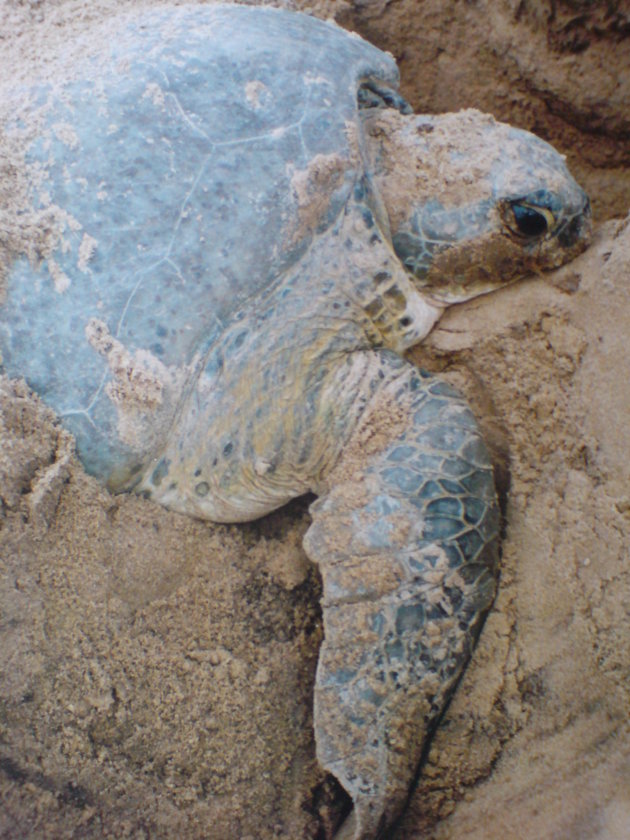 2001-2002 Soepschildpad ligt vast in het zand.