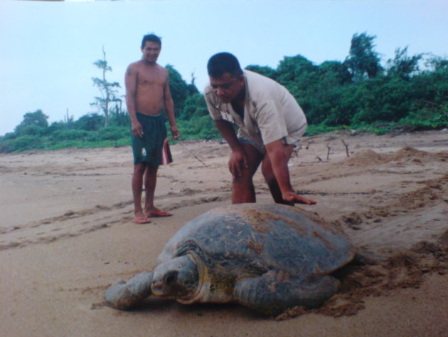 2001-2002 Soepschildpad lag vast in het zand.