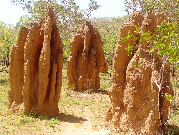 enorme termietenheuvels