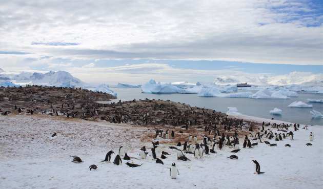 Bezoek aan een Gentoo pinguin kolonie op Cuverville island