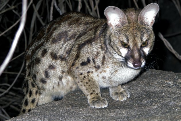 Large -spotted Genet  II