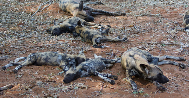 Uitbuikende afrikaanse wilde honden