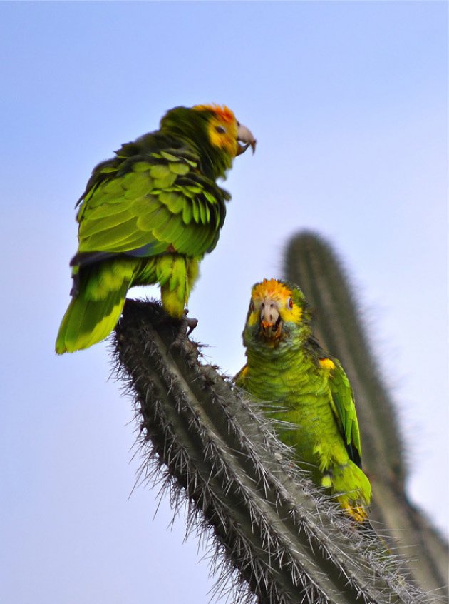 De geelvleugelamazone papegaai
