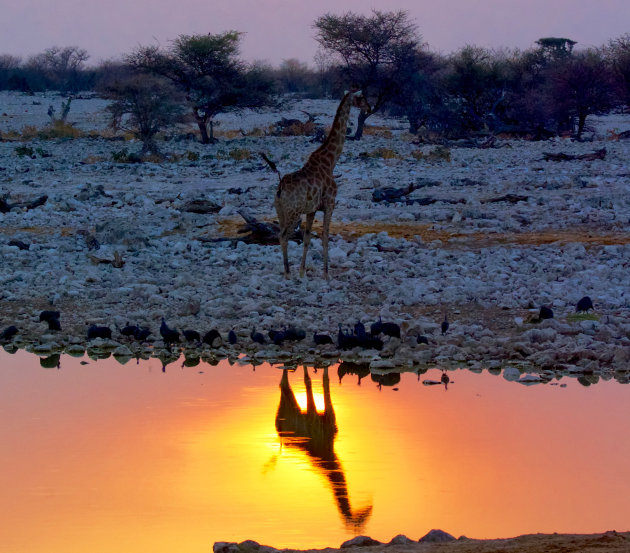 Een giraffe zonsondergang