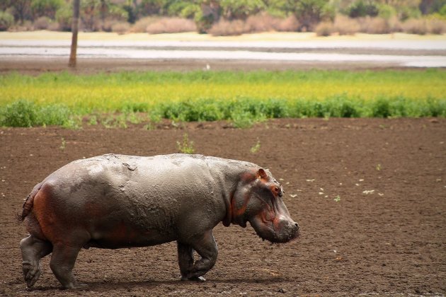 Nijlpaard op het Land in Selous