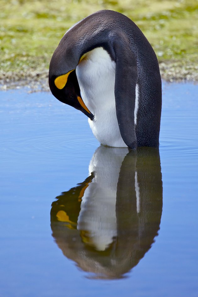 Observeer het gedrag van de pinguins