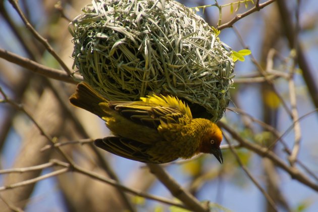 Wevervogel bij zijn nest