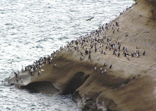 heel veel pinguins
