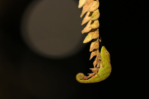 Chameleon by night