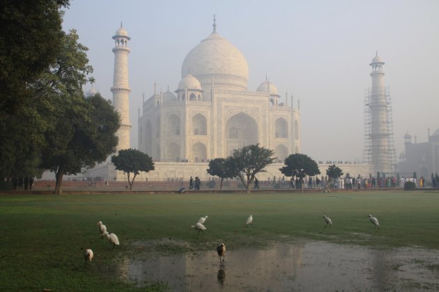 Reigers bij de Taj Mahal