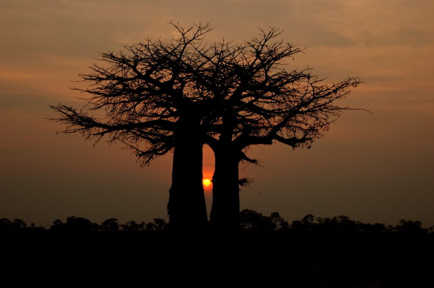 Gebroeders Baobab