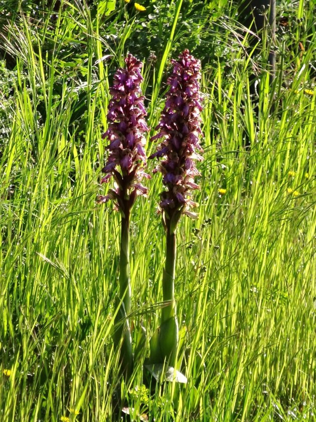 Wilde orchideeën in Zuid-Piemonte