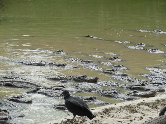 Living life on the edge op een alligatorfarm