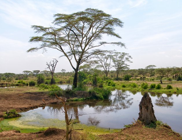 Oase in de Serengeti