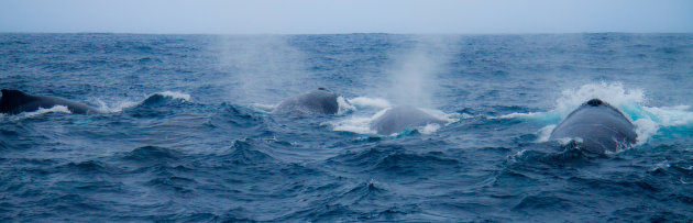 Een walvisje meer of minder