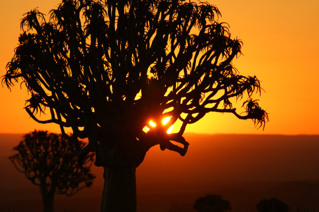 Kokerbomen bij zonsondergang