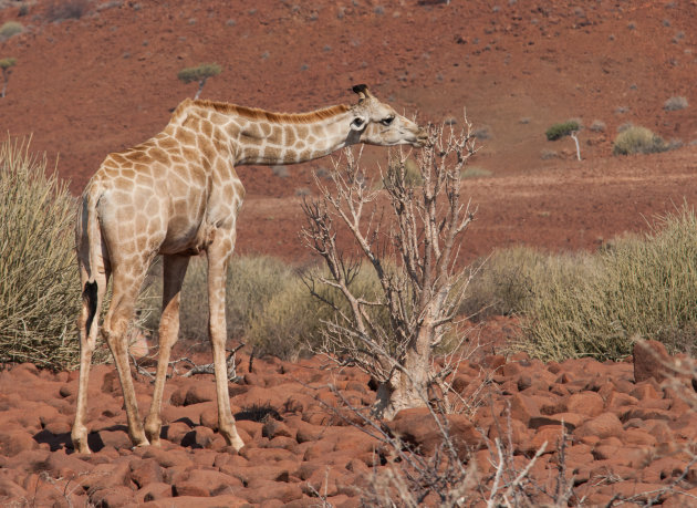 Giraffe in een rood landschap