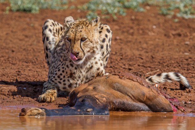 likkebaardende cheetah