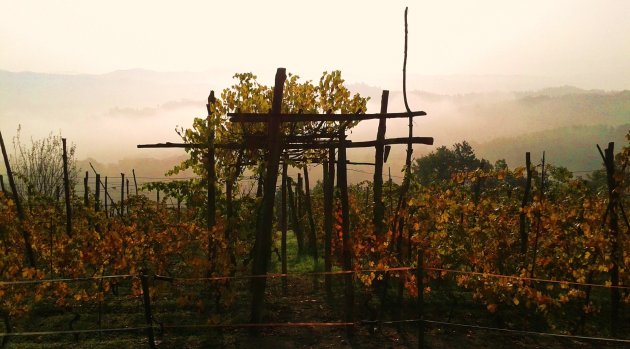 Herfstige wijngaarden 
