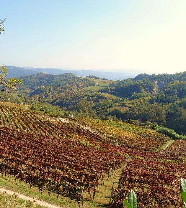 De panoramische wijngaarden van wijnhuis Cascina Bertolotto
