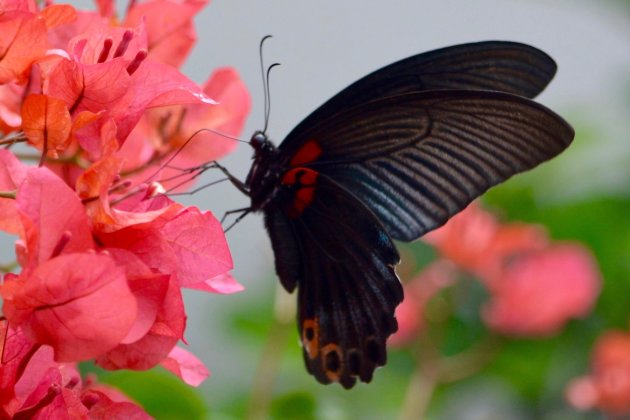 De vlinder