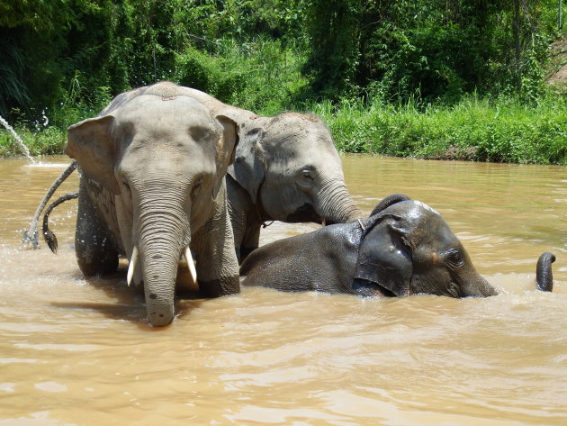 Opvang centrum olifanten Chiang Mai