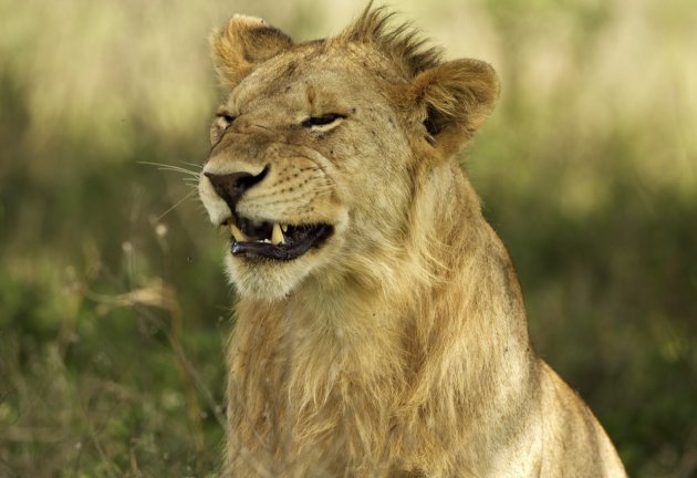 Lachende leeuw