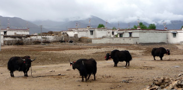 yaks in het land