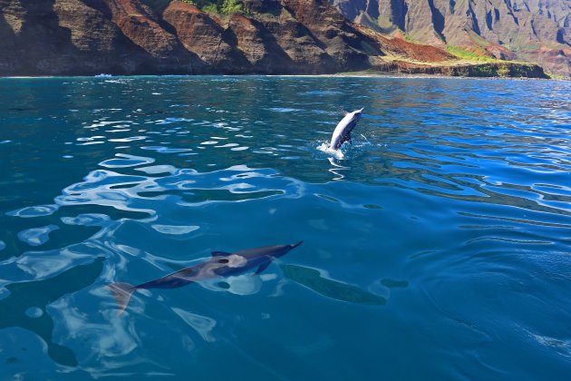 Dolfijnen bij de Napali kust op Hawaii