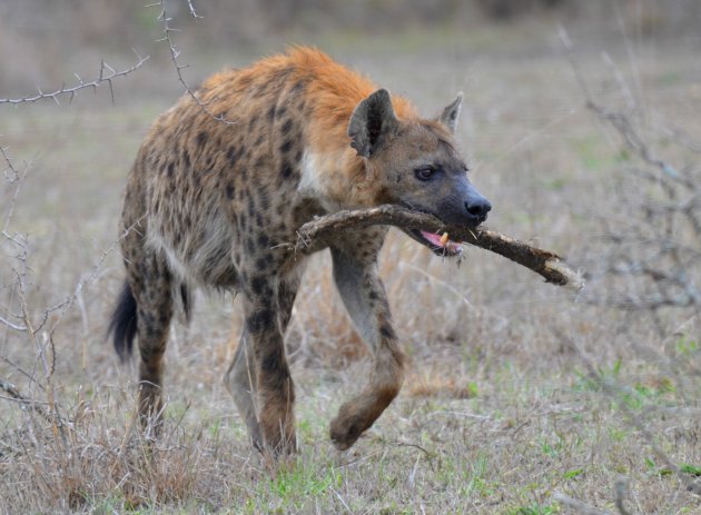 Hyena's zijn soms net honden