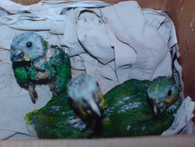 2001-2002 Jonge papegaaitjes.