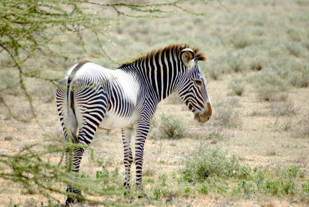 Grévy zebra 