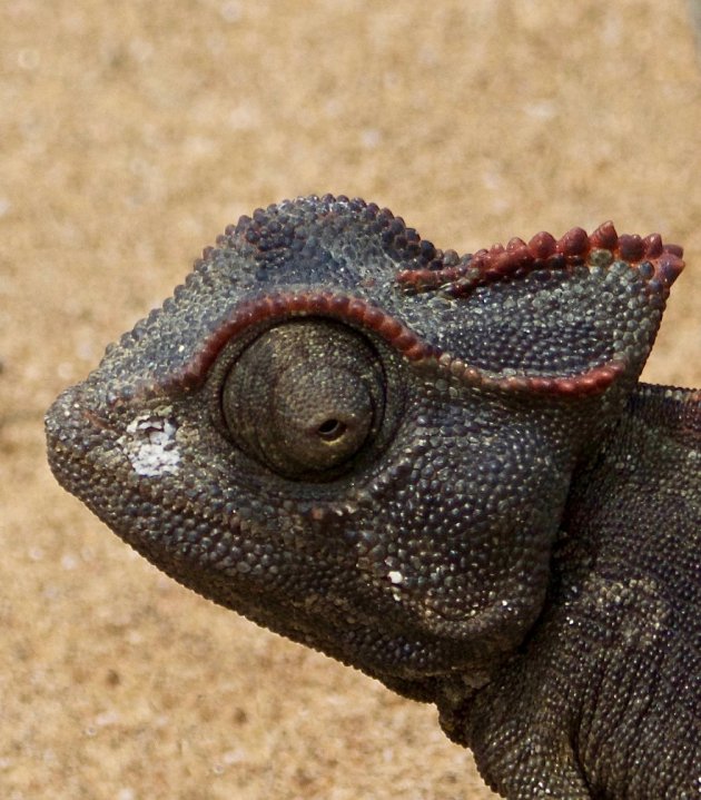 Kameleon closeup
