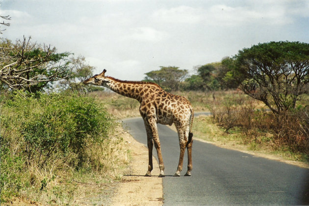 Girafje in Umfolozi-Hluhluwe