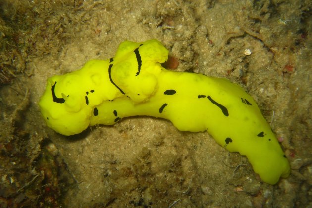 Banana nudibranch
