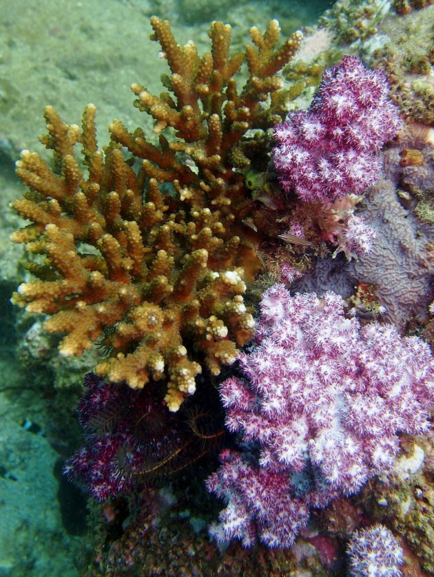 Een boeketje koraal